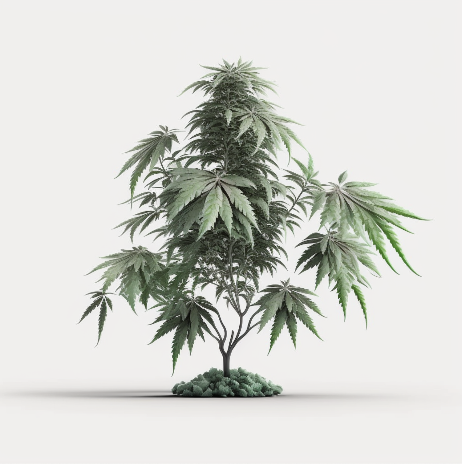 The Economic Advantages to Mendocino County Embracing its Cannabis Industry.